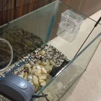 آکواریوم|ماهی|تهران, مسعودیه|دیوار