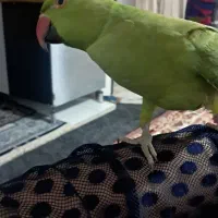 طوطی ملنگو