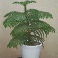 نیازمند مهندس عمران یا معماری جهت رتبه بندی