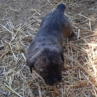 واگذاری.سگ.