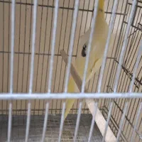 عروس هلندی