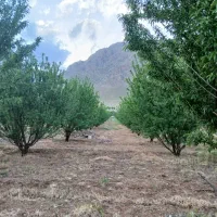 باغ بادام پوست کاغذی دولت آباد صحنه آبیاری قطره ای|فروش دفتر صنعتی، کشاورزی، تجاری|صحنه, |دیوار