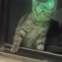 هرجا گربه رو دیدین این گربه تو شهرک آزادی|گربه|اردبیل, |دیوار