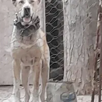 نراصل افغان جهت کشش