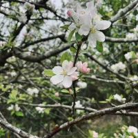 ویلا-باغ-3320متری