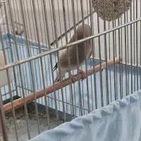 سهره|پرنده|پاکدشت, حصار امیر|دیوار