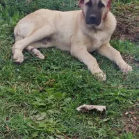 توله سگ کانگال