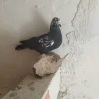 ماده سوسکی سیا|پرنده|تربت‌حیدریه, بالا ولایت|دیوار