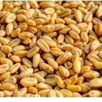 گندم چمران دو