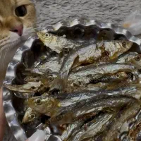 غذا خونگی،تشویقی خونگی گربه و سگ