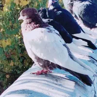 کبوتر سینه ای