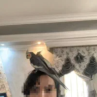 عروس هلندی رام وکاملا دستی