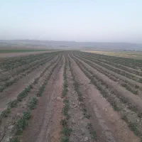 سیب زمینی آگریا بذری ۱۵تن