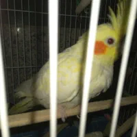 عروس هلندی ماده همراه قفس بزرگ