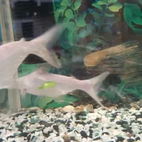 یک جفت ماهی پنکوس گیاهخوار