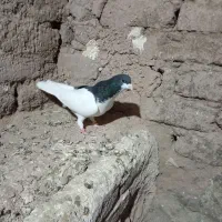 شصتی نر آس آس