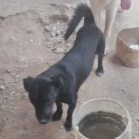 سگ خوب برای فروش|سگ|بندر کنگان, |دیوار