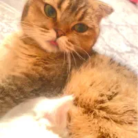 گربه اسکاتیش