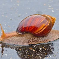 کلسیم،دام،طیور،حلزون،آبزیان