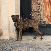 سگ پیتبول|سگ|جوادآباد, |دیوار