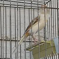 دو عدد قناری سفیدنر و یک عددسفید آهویی ماده|پرنده|کازرون, |دیوار