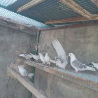 کبوتر دوکت|پرنده|شهرکرد, |دیوار