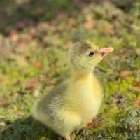 جوجه غاز ۳ روزه