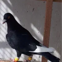 کبوتر  حبشی  دورگ قواره درشت   اگهی بخون