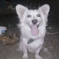 فروشی|سگ|جیرفت, |دیوار