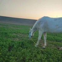 مادیان ترکمن هفت ماهه آبستن|اسب و تجهیزات اسبسواری|گنبد کاووس, |دیوار