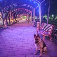 سگ ژرمن نگهبان|سگ|سقز, |دیوار