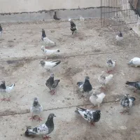 کفتر  معاوضه با عروس هلندی