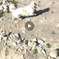 سگ پاکوتاه