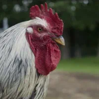 مرغ و خروس محلی