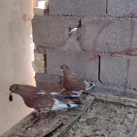 کلی ای جفت نر ماده جفت|پرنده|چمران, |دیوار