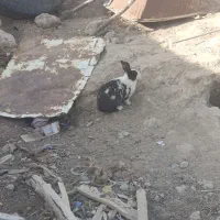 خرگوش فروشی