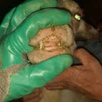 پز و برخ|حیوانات مزرعه|دهگلان, |دیوار