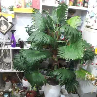 پخش انواع درختچه مصنوعی وریسه برگ اویز باگلدان