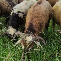 ۲عدد بره نر سلک شاخ دار مناسب برای قربانی