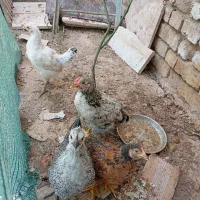 نیمچه جوجه مرغ و خروس ۵ عدد
