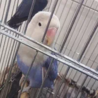 یک جفت کوتوله برزیلی ۶تخمه|پرنده|تهران, ارامنه|دیوار