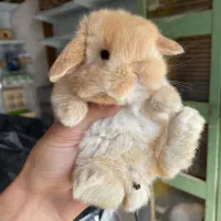 خرگوش لوپ وارداتی/نژاد کمیاب|موش و خرگوش|بوشهر, |دیوار