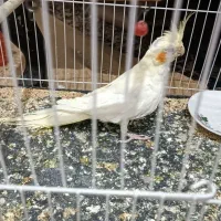 پرنده عروس هلندی و مرغ عشق|پرنده|چناران, |دیوار