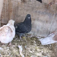 جوجه کفتر پرشی|پرنده|بافق, |دیوار