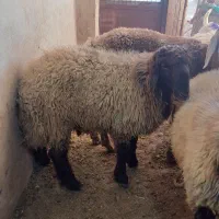 بزچاق|حیوانات مزرعه|بندر کنگان, |دیوار