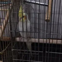 عروس هلندی نر