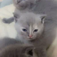 بهترین گربه های شیراز نژاد اسکاتیش( اصیل)