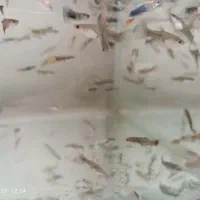 ماهی گوپی|ماهی|اهواز, کوی صادقیه|دیوار