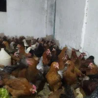 مرغ محلی 7ماهه واکسن زده|حیوانات مزرعه|دزفول, |دیوار