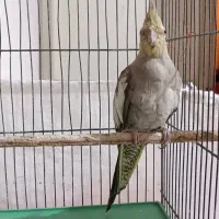 عروس هلندی ماده با قفس